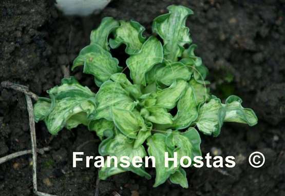 Hosta Hanjas Crazy Mouse